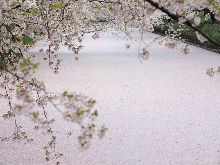 弘前公園の花筏／青森県