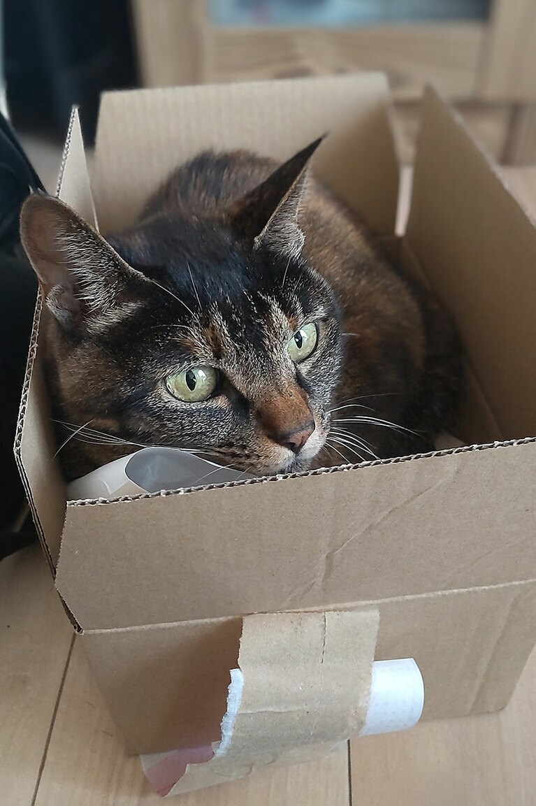 シキ ♂ 8歳 なぜ入るのか？そこに箱があるから。