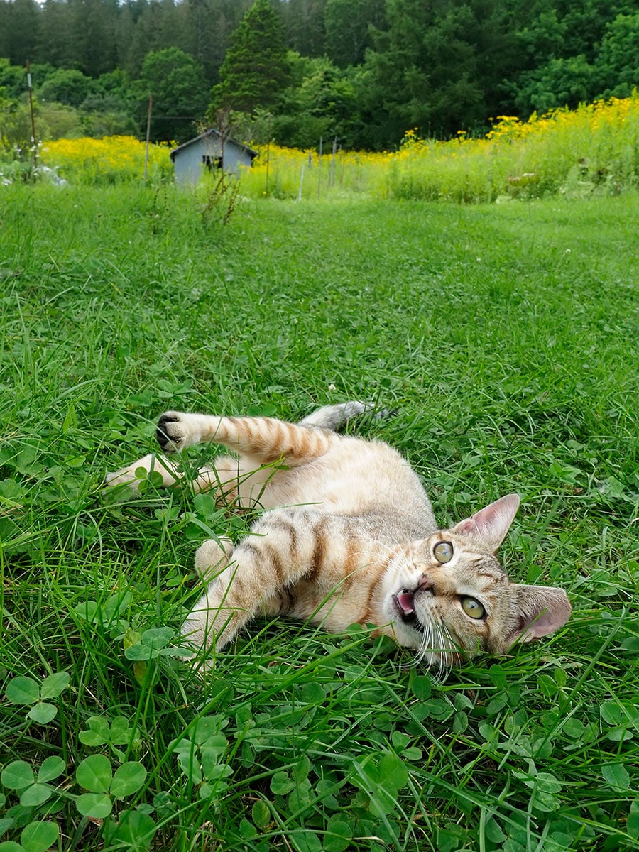 「いつまで夏がつづくのニャ～～！ はやく秋になってほしいのニャ～～!!」