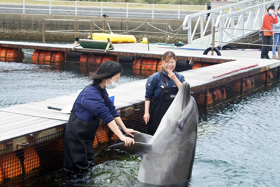 イルカの“遊びたい気持ち”を大切にした壱岐イルカパーク＆リゾート。自然な触れ合いができます。