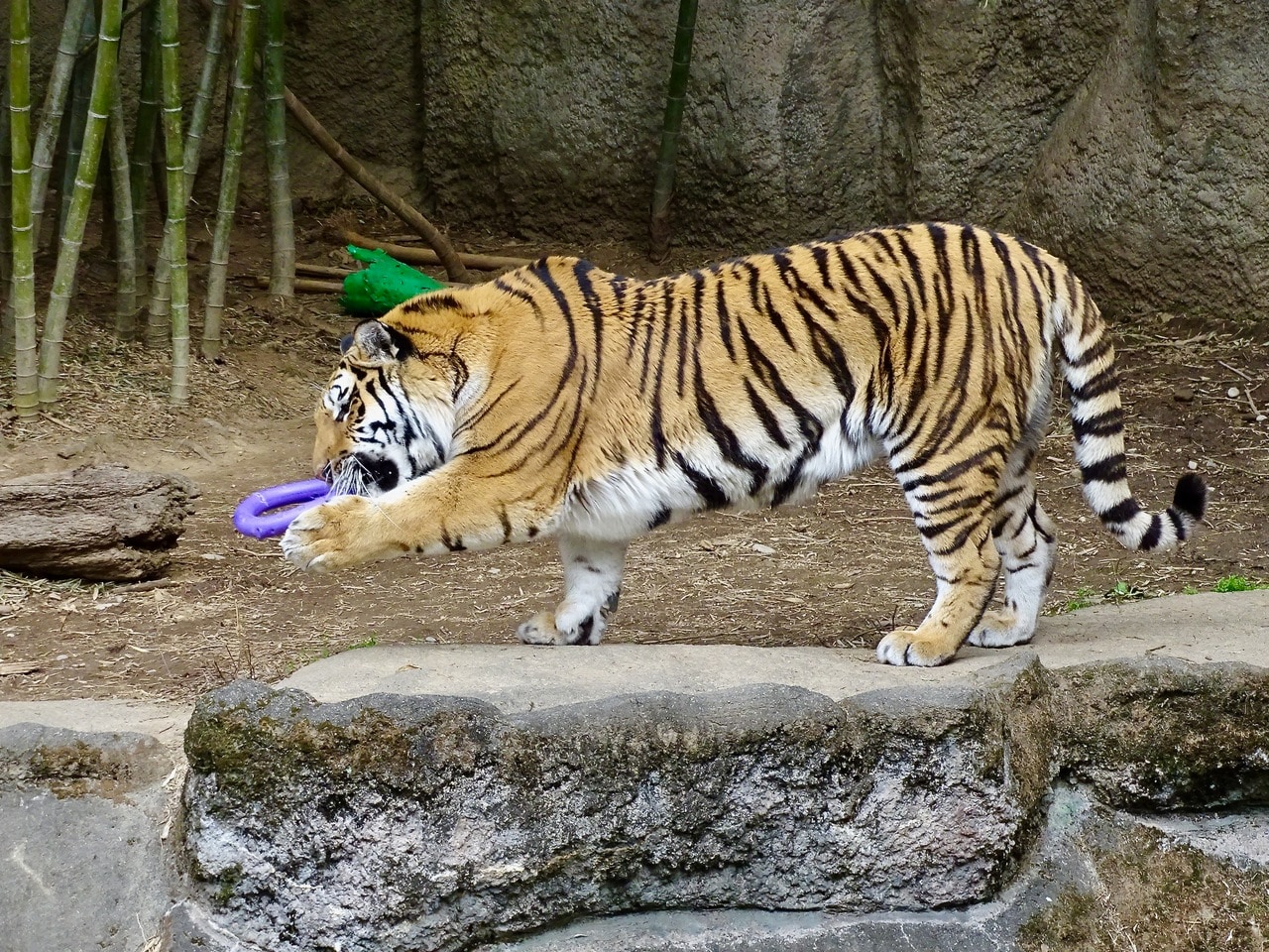 おもちゃで遊ぶサーシャ。