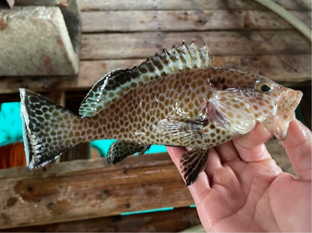 いきなりレアな魚が釣れた