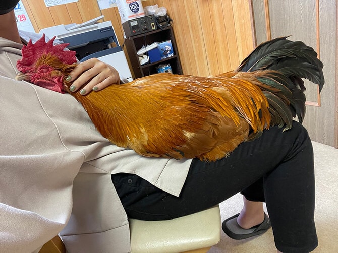 完全室内飼いのニワトリが可愛い！ 飼い主に聞く生活のリアル 「ベッド 