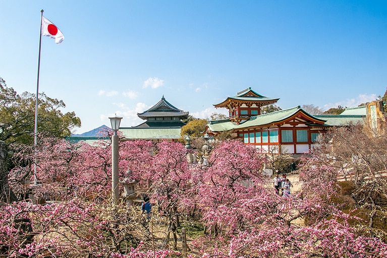 梅の名所 防府天満宮。
