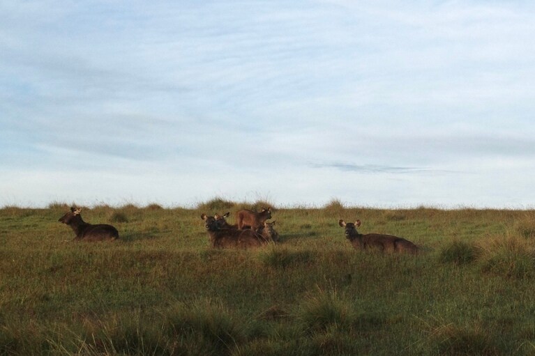 入園ゲート近くにて、サンバーの群れがお出迎え。