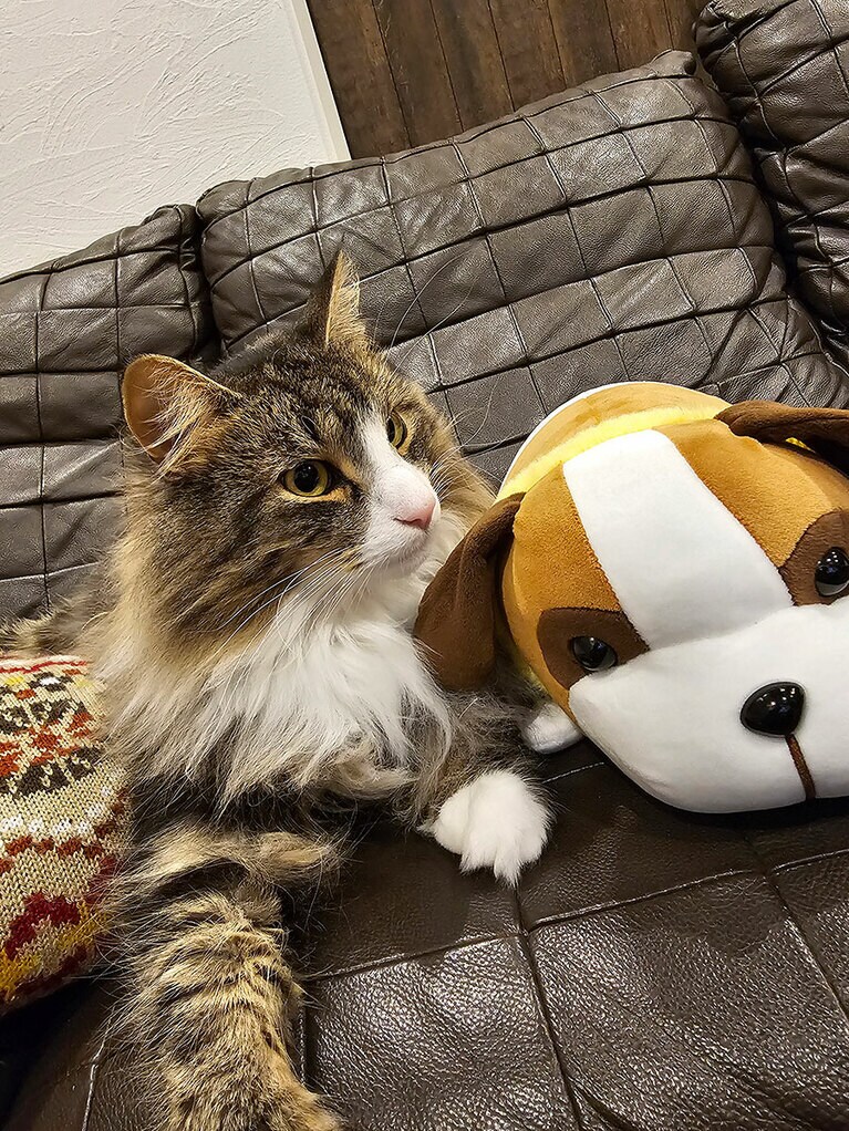 アンバー ♂ 2歳。ヨーゼフのぬいぐるみと一緒にソファでゴロゴロするのが日課です。2年前に載せてもらった時からかっこよく成長した僕も見てね！