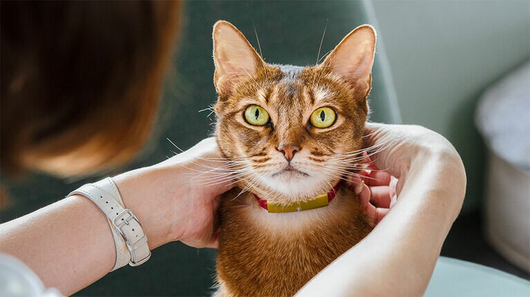 重さ約9gの「Catlog」の首輪。このほかにいつものトイレの下に置くだけで、排せつの量や回数、体重をすべて自動で記録してくれる「Catlog Board」もある。