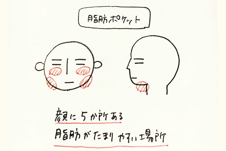 顔には脂肪がたまりやすい場所がある。