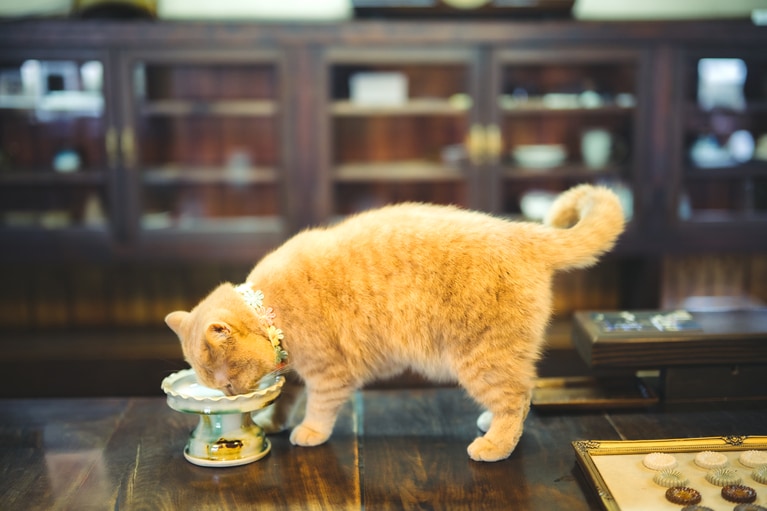 素敵なフードボウルで優雅にお食事。