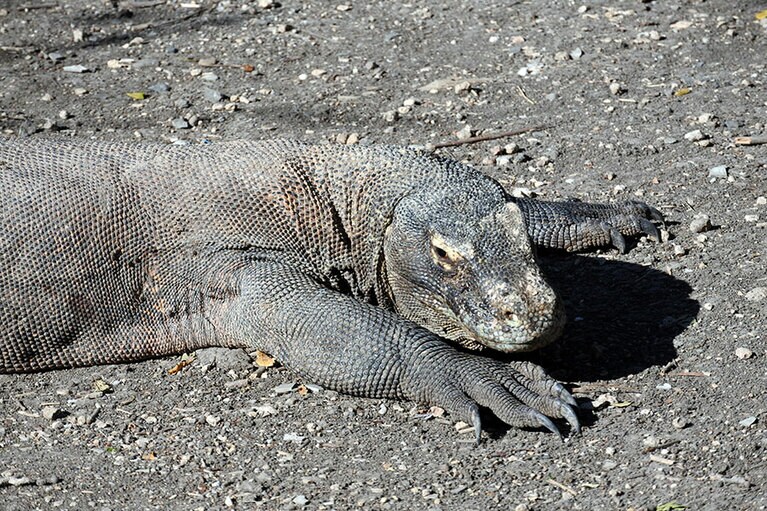 食堂前にいるコモドドラゴン。食堂前ではほぼ確実に出会うことができます。
