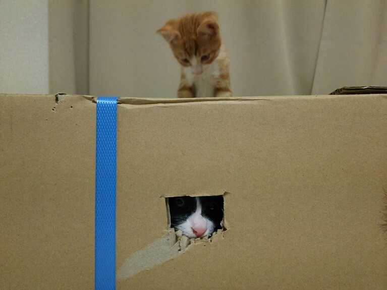 子猫の頃の2匹。