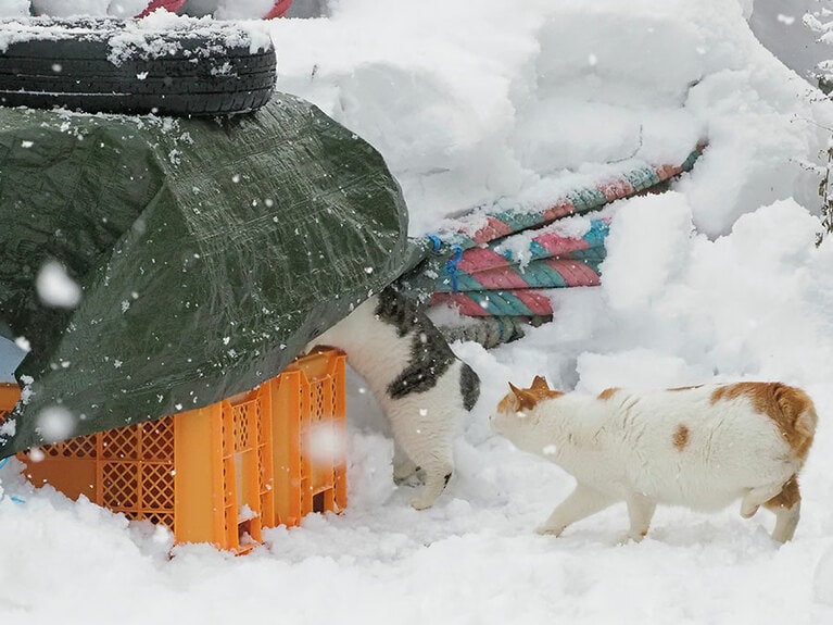 「雪が酷くなってきたニャ！　『秘密基地』に避難するのニャ！」