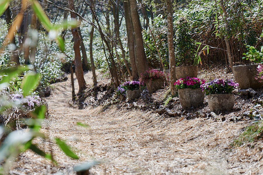 箱根・強羅の地形をそのまま生かした道。