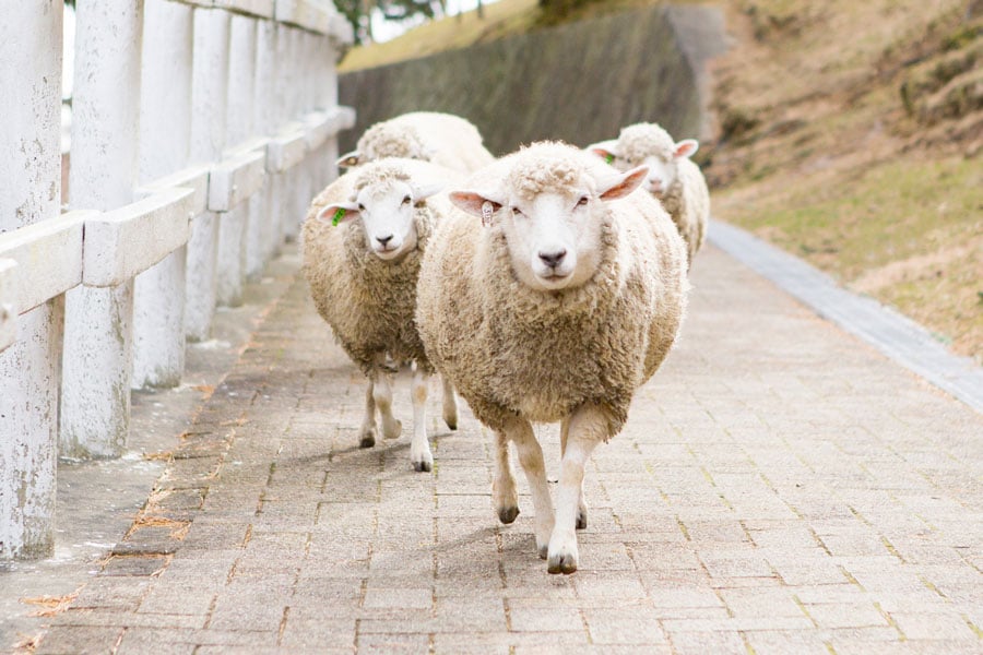 12月の「六甲山牧場」にて。気の合う仲間とおいしい草を探して移動する羊たち。まるで、ごはんの時間にわくわくしているよう。