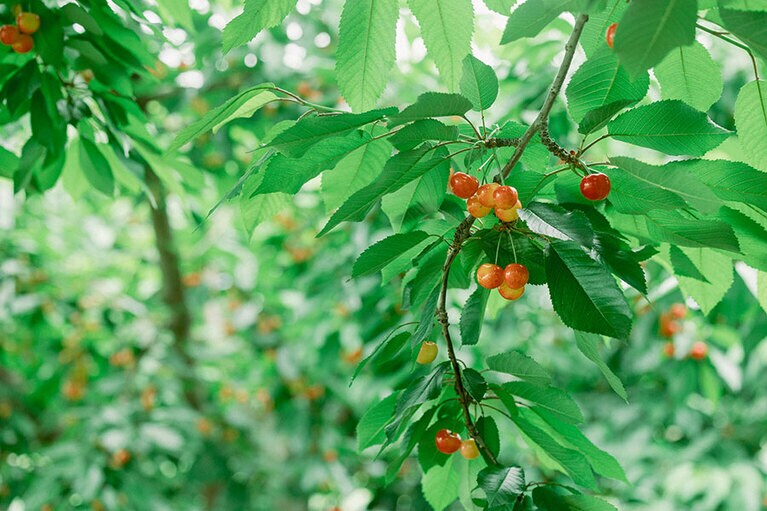 農園でのピクニック、食事と町内のグランピング施設とのセットプランなどさまざまな企画が進行中。