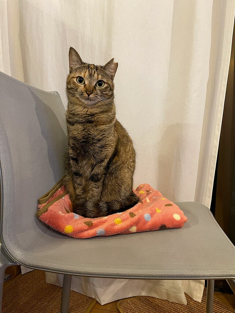 つくね メス 2歳。ツンデレのつくねちゃんはおすまし美猫です（ゆっさんさん）。