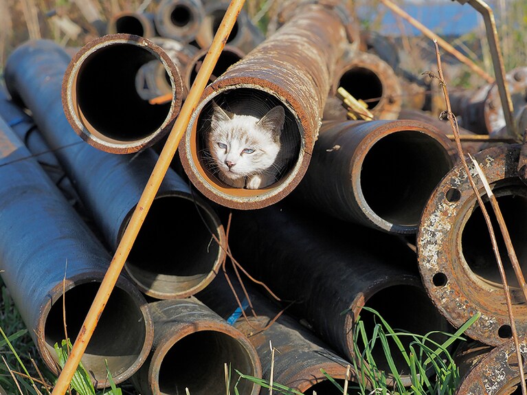 「住み心地最高の物件を見つけたのニャ♪ 『メゾン・ド・アナゴ』なのニャ～～♪」