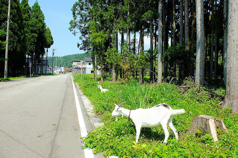 ［エトワール エフェ］お店の前には、マスコットのヤギが。眺めているだけですっかり癒やされます。