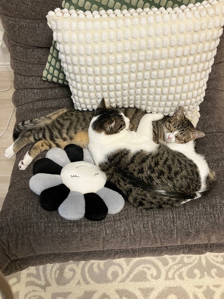 上：まよ ♀ 1歳6カ月、下：つな ♂ 1歳6カ月。「男の子のキジシロのつなは体は大きいのですが甘えん坊。キジトラ女の子のまよはツンデレさんです。仲良く寝ているかと思ったらニャンプロがはじまること多く、それも兄妹ならではかなと思っています」。（飼い主さんより）。