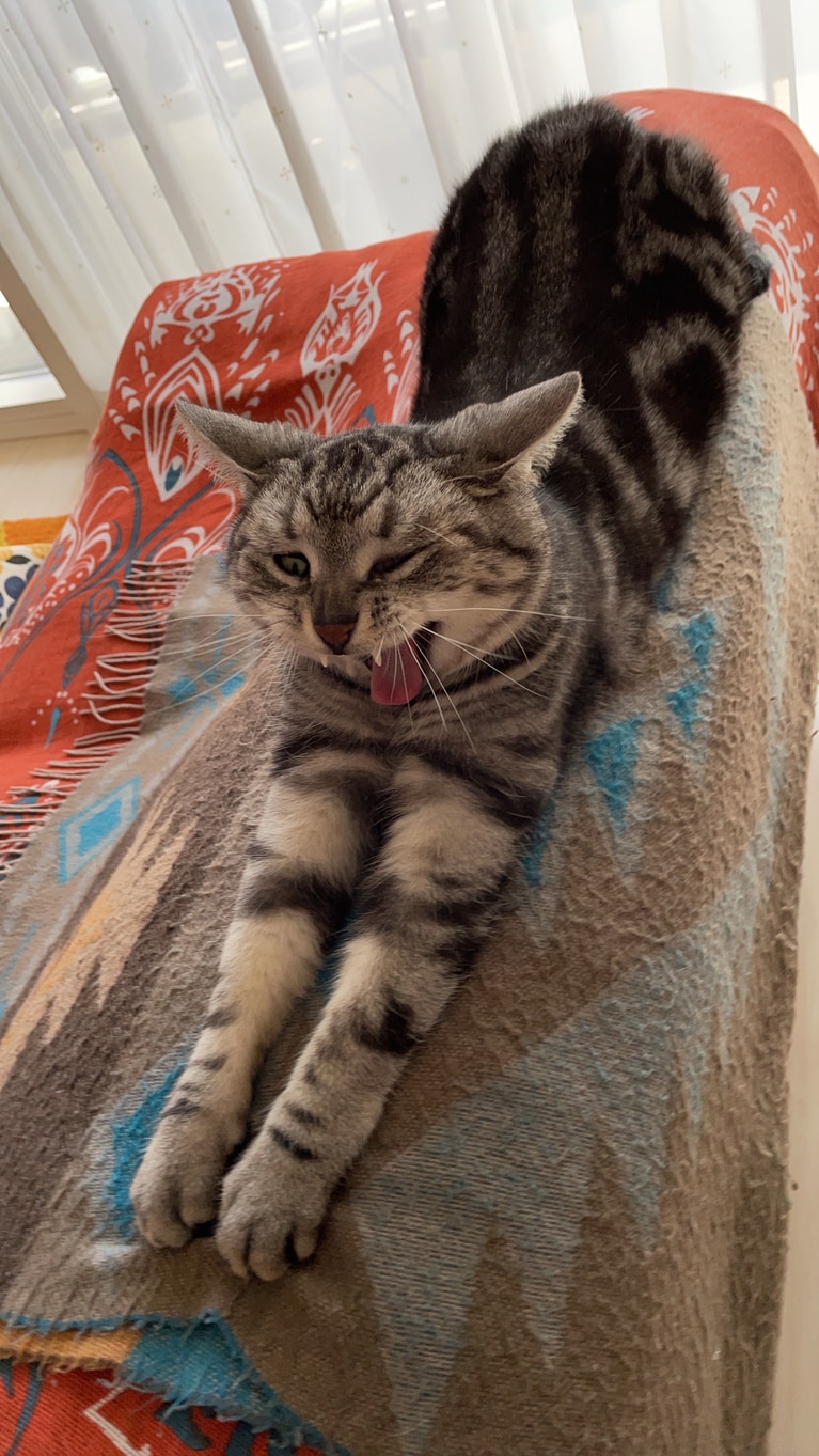 ソルト ♂ 10歳。「お昼寝から目覚めて、のんびりしている時に撮った瞬間。ちょうどあくびをしたこの撮れ高にみんな思わず爆笑してしまいました」（飼い主さんより）。