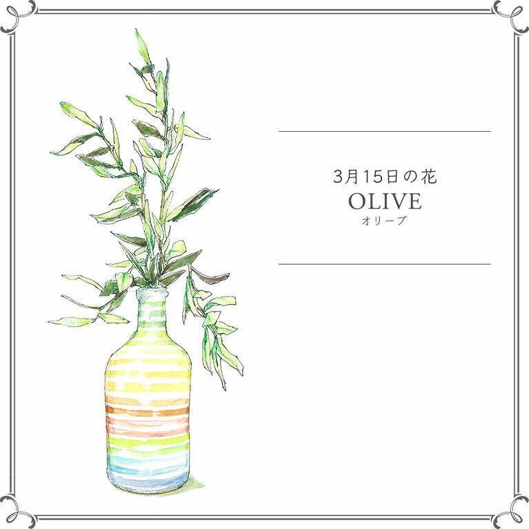 3月15日の花「オリーブ」