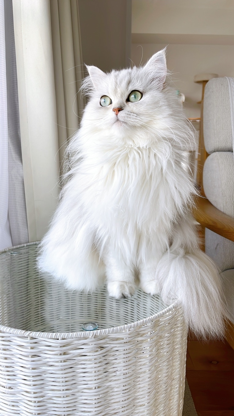 ベルレット ♀ 3歳。「3年一緒に居ても、いまだに毎日「美しい…」と言ってしまうほど美を放っております」（飼い主さんより）。