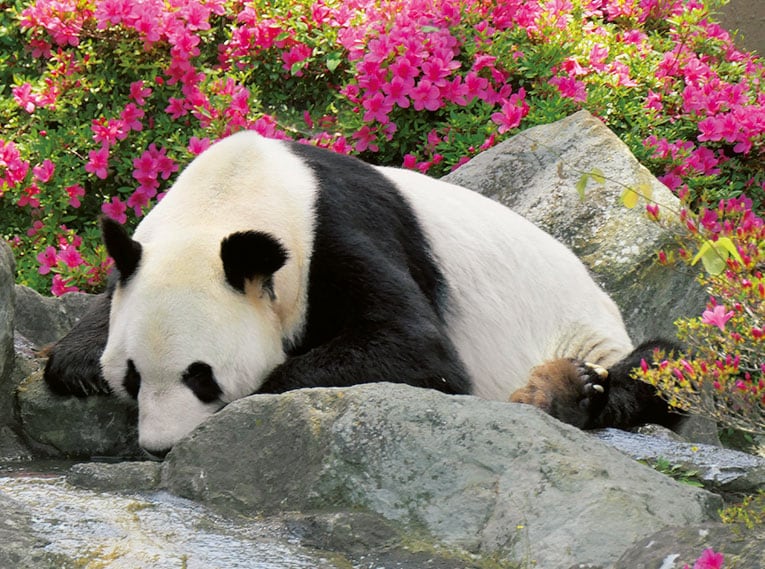 「永明（えいめい）」。