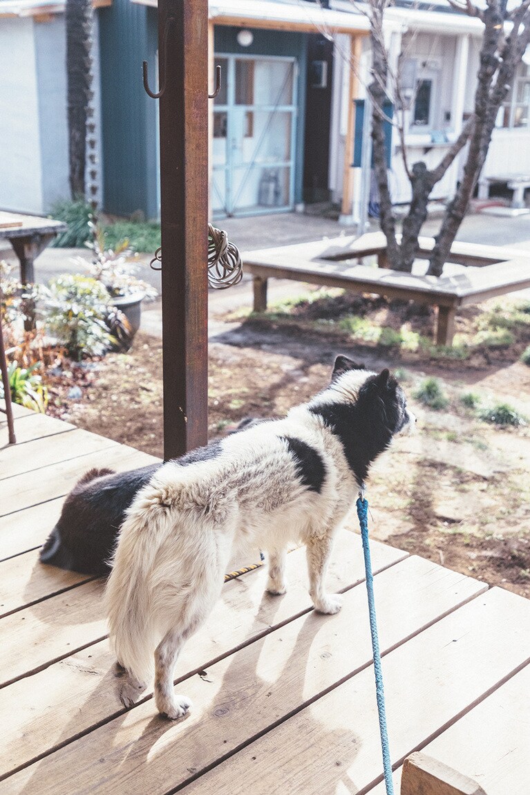お客さんから引き取ったという犬の兄弟にも会えるかも？