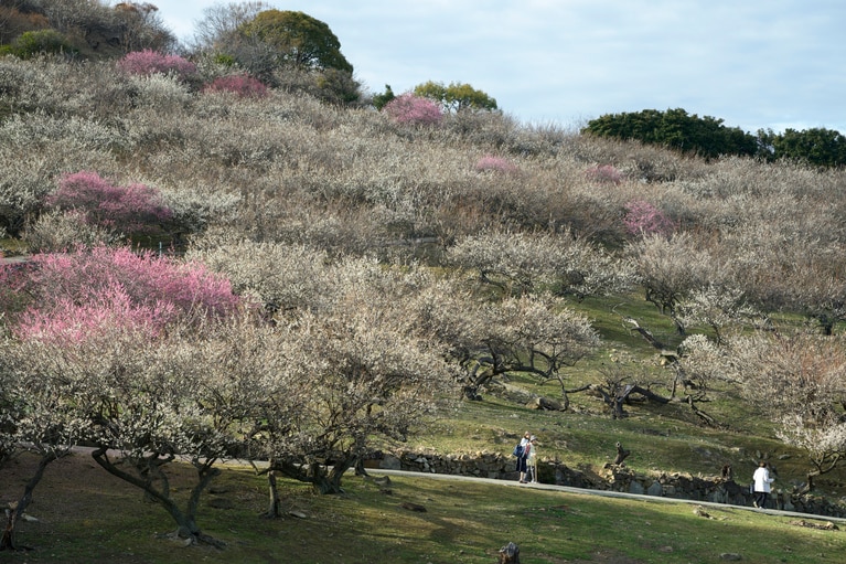 《早春の絶景散歩》紅白の梅の先には瀬戸内海、園内には古墳も！西日本随一の梅の名所「綾部山梅林」へ【兵庫県】