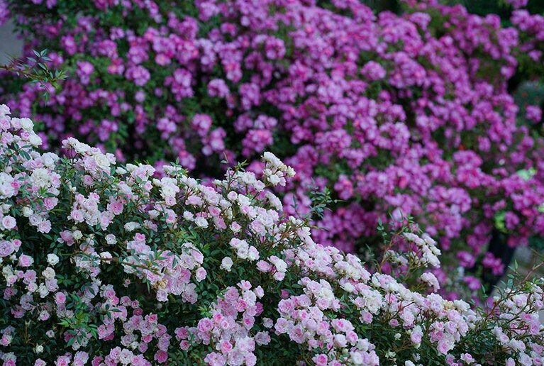 【神奈川県】生田緑地ばら苑。