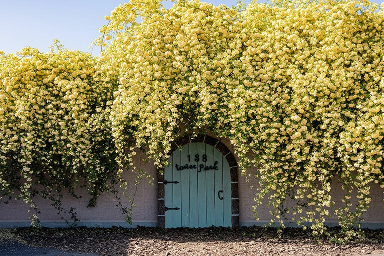 138タワーパークのモッコウバラ。