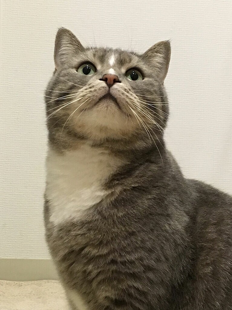 はちメス 8歳。チャームポイントは、お鼻の白。男気あふれる凛々しい女の子です（幸せウサギさん）。