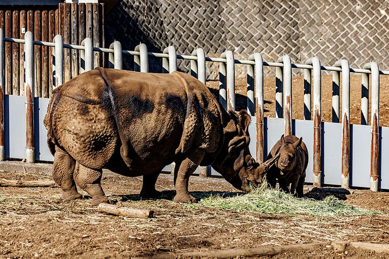 食事中のゴポン、デコポン親子。
