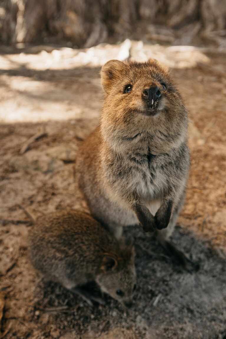 この表情にとにかく癒やされます。Photo：Tourism Western Australia
