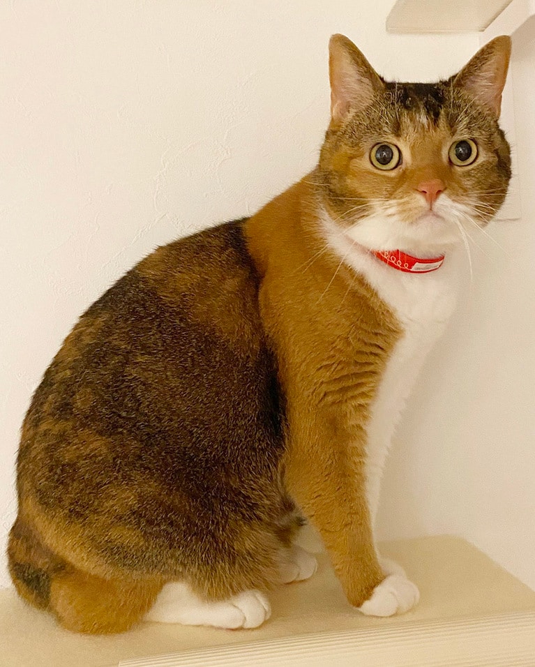 【グランプリNo.4】きりこ ♀ 10歳。最近購入して、壁に取り付けたキャットステップ、最初全然登ってくれなかったのですが、初めて登ってくれた時の写真です。