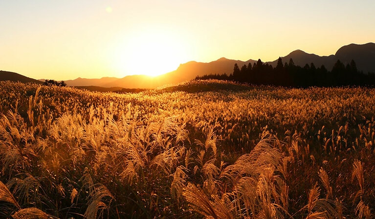 曽爾高原のススキ。