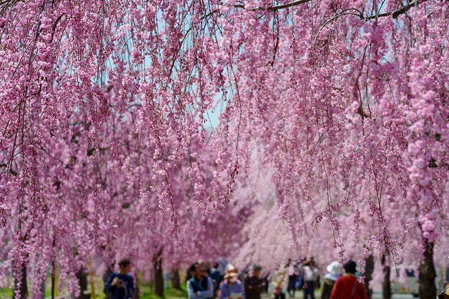 日中線しだれ桜並木。