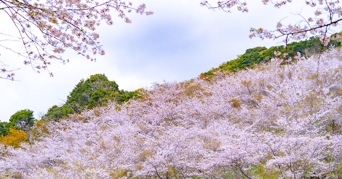 宮崎県 2024年版】 春の絶景・風物詩10選 1万本の桜と太平洋の大