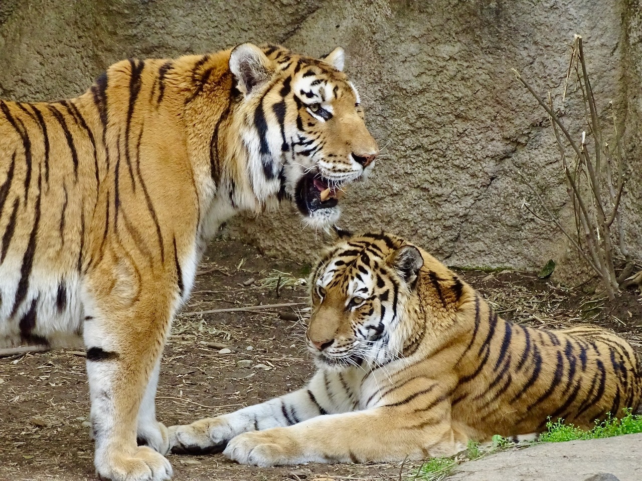 アムールトラのソーン（左）とローラ（右）。