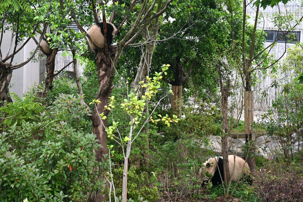 メスの北川（ベイチュアン、右）。野生下で生まれ、北川の地で保護された。（2026年5月1日、筆者撮影）