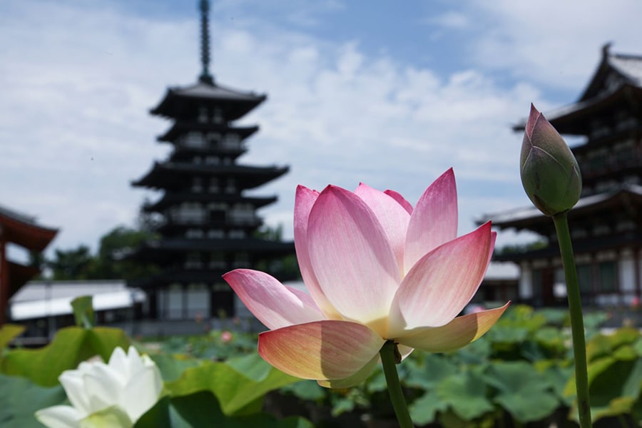 奈良・西ノ京ロータスロード～蓮と歴史を楽しむ旅～で見られる薬師寺の蓮。写真提供：奈良市観光協会