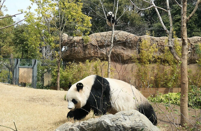 上野動物園のパンダ「シンシン」 体調不良で公開お休み中…近況を
