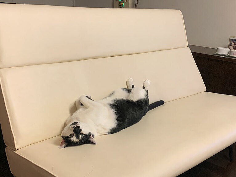 LUKE ♂ 6歳。仰向けに寝るのが大好きなルークちゃん。いつも私をみてくれています（hirokoさん）