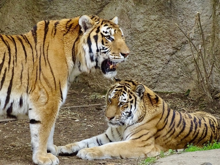 アムールトラのソーン（左）とローラ（右）。