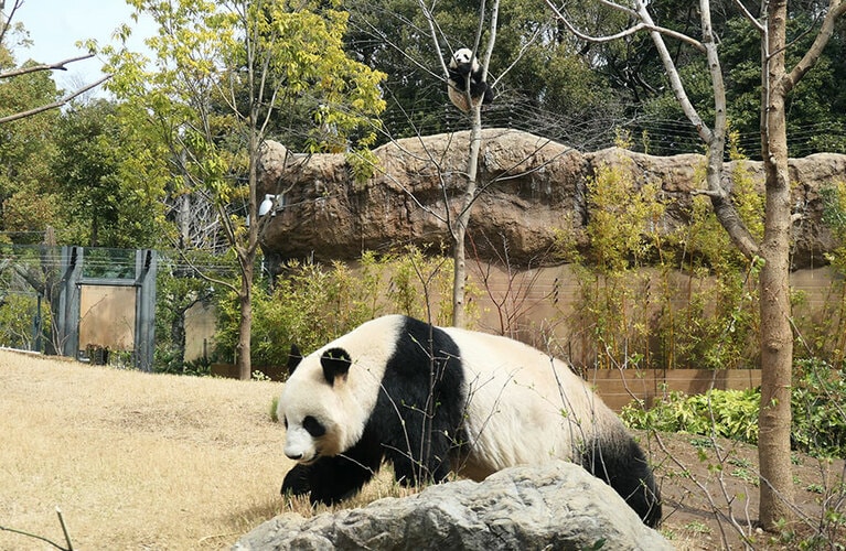 子どもたちと元気に暮らしていたころのシンシン。2022年3月23日。（以下、筆者撮影）