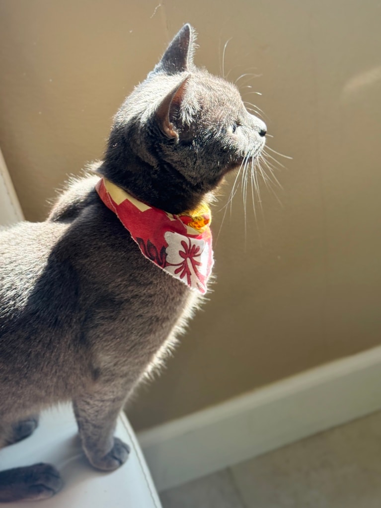 アンドロメダ（ニックネーム：アニー） ♀ 1歳。「朝ご飯中、アニーちゃんが横の椅子で日向ぼっこしながらご飯にも興味津々。光に照らされた横顔がとても美しかった一枚です」（飼い主さんより）。