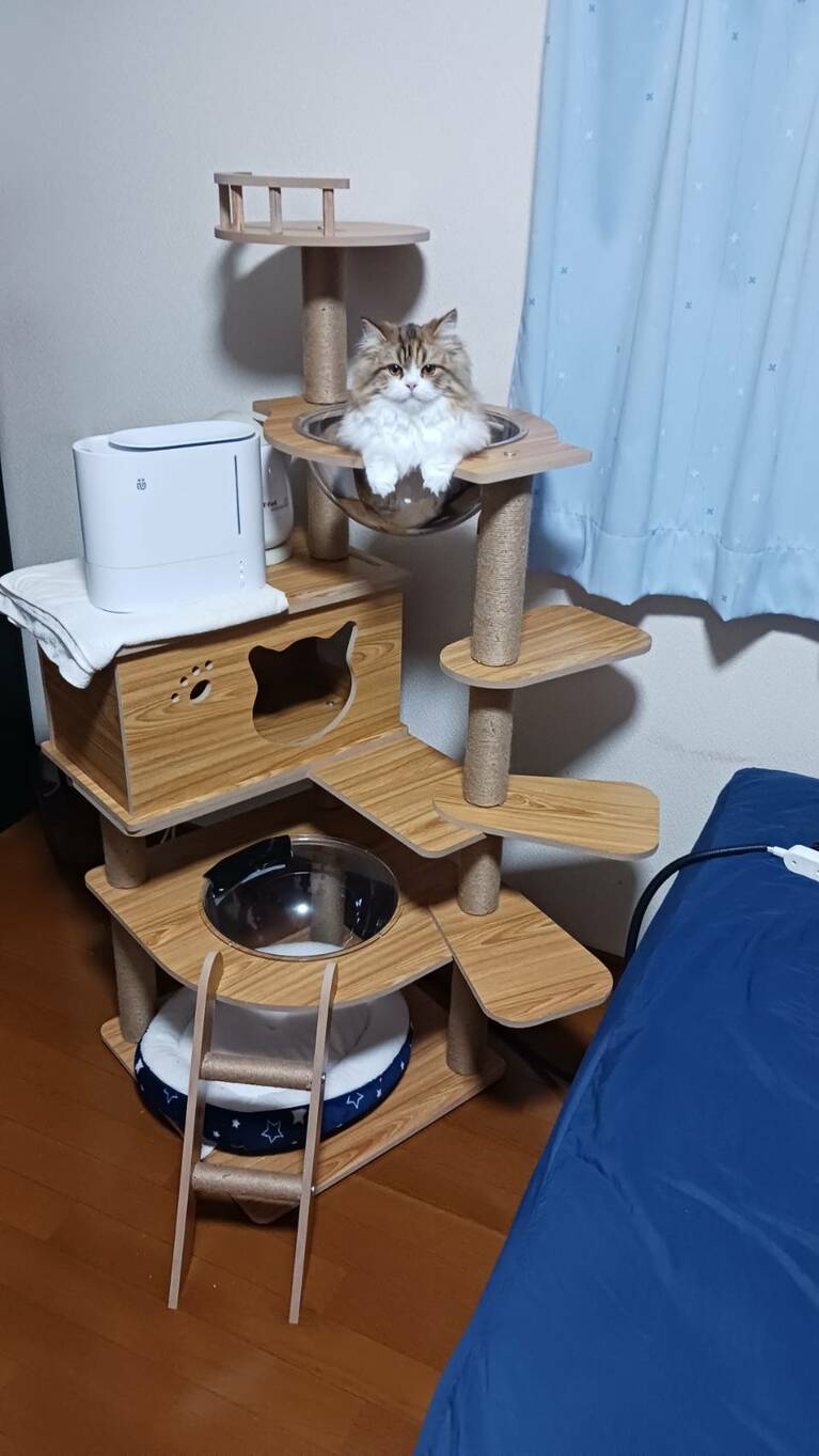 未来（ミク）ちゃん ♀ 9カ月。「写真は宇宙船に全然入ってくれませんでしたが、部屋に入ってみると『お風呂に入ってる？』という姿でこちらを見ながら入っているではありませんか！　感動しちゃいました！」（飼い主さんより）。