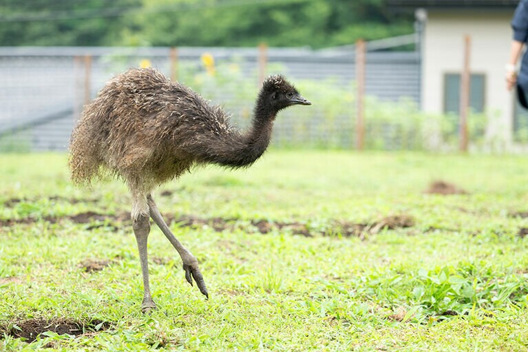エミュー。