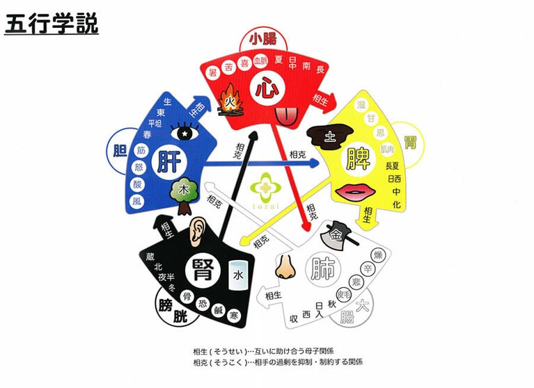 五臓は、中国古来より伝わる「五行学説」に基づいている。「肝」がカバーする領域は図の通り。五臓はそれぞれに関係性を持っている(資料提供・東西薬局)