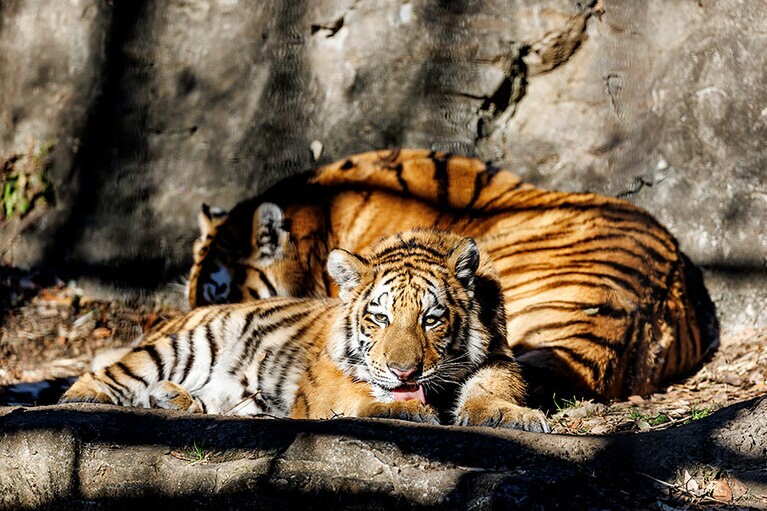 イチとフタバ。